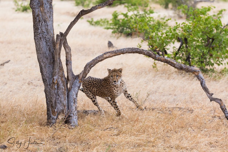 Cheetah Tree 5