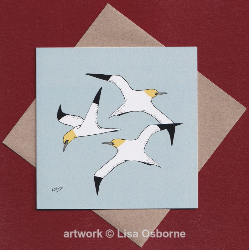 Gannets greetings card - Cards