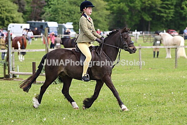 IMG_2567 - Working Hunter