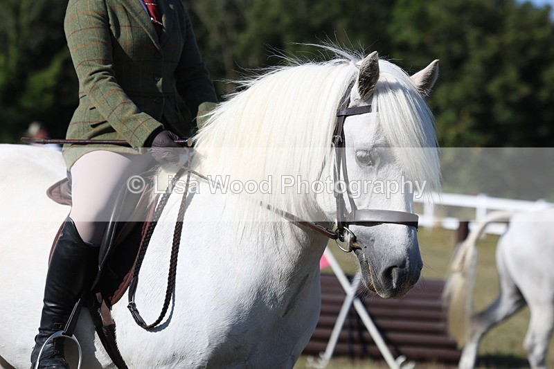 3E7A5383 - Class 2: Working Hunter 60cm
