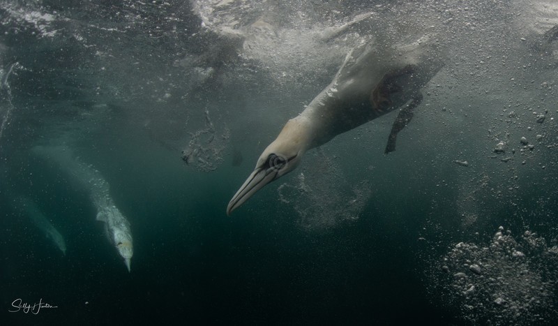 Gannets Underwater 17