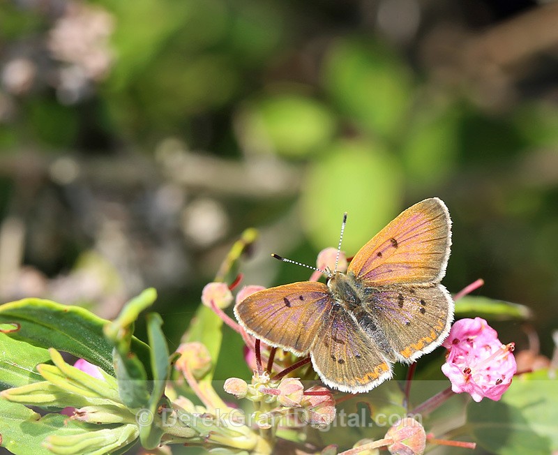 Lycaena epixanthe (male) - Butterflies & Moths of Atlantic Canada