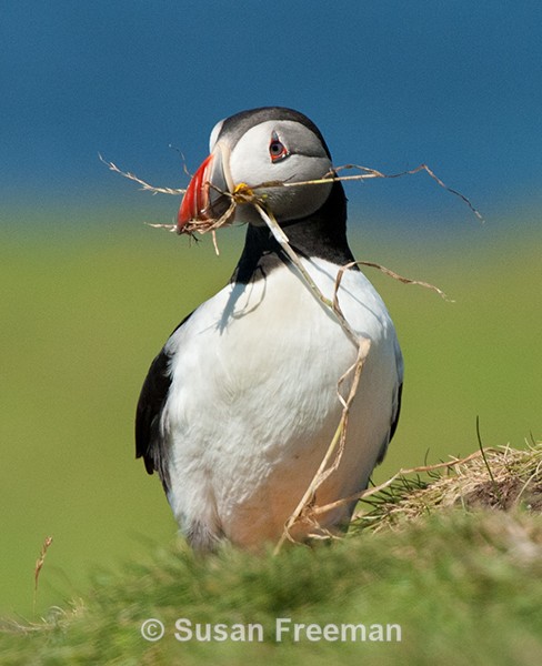Puffin with Nesting Material - Nature