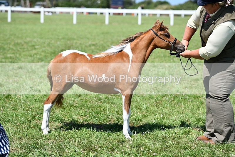DSC_7013 - Class 59: Miniature Horse Yearling