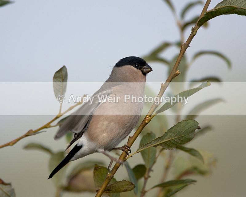 20091010-WE 011 - Finches