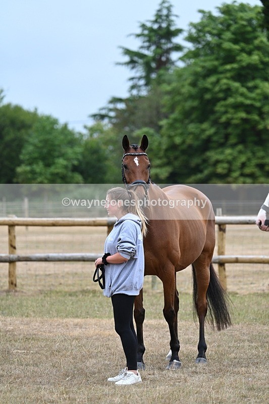 WJ7_9825 - Class 5a Most Handsome Gelding (above 14.2hh)