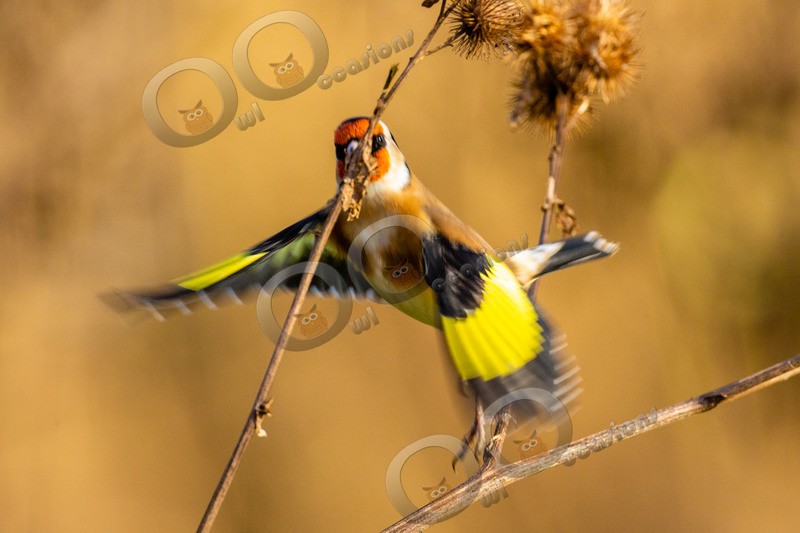 goldfinch Carduelis carduelis_3165 - UK birds