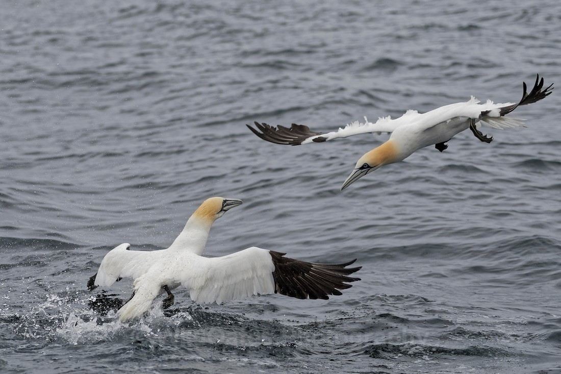 Gannets_0006 - Bass Rock