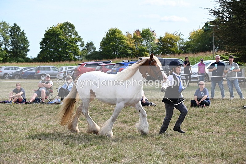 WJ6_6566 - Class 20 In-hand Cob