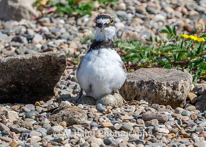 Little Ringed Plover 4 - Plover