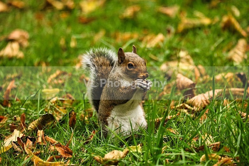 Squirrel 8 - Animals, Birds etc
