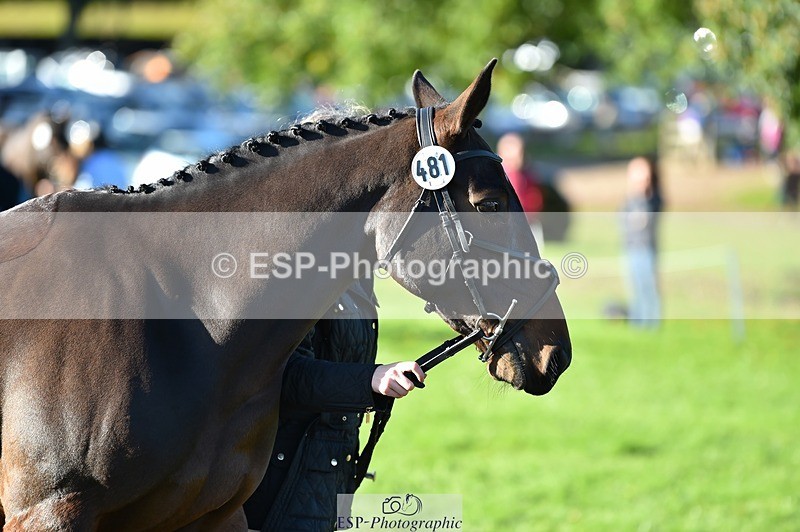 231022-104350-22699 - 481-DUKES.VISION-Abi.Stuart-TrotUp+SJ