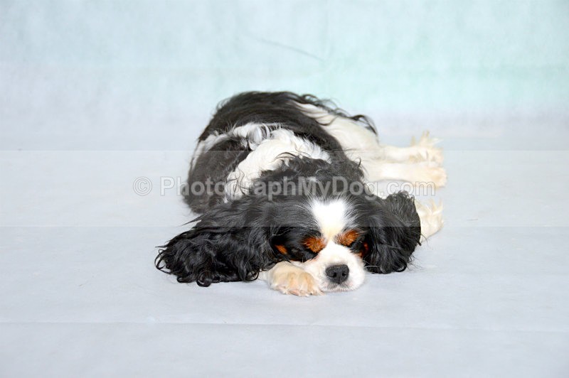  - Cavalier King Charles Spaniels