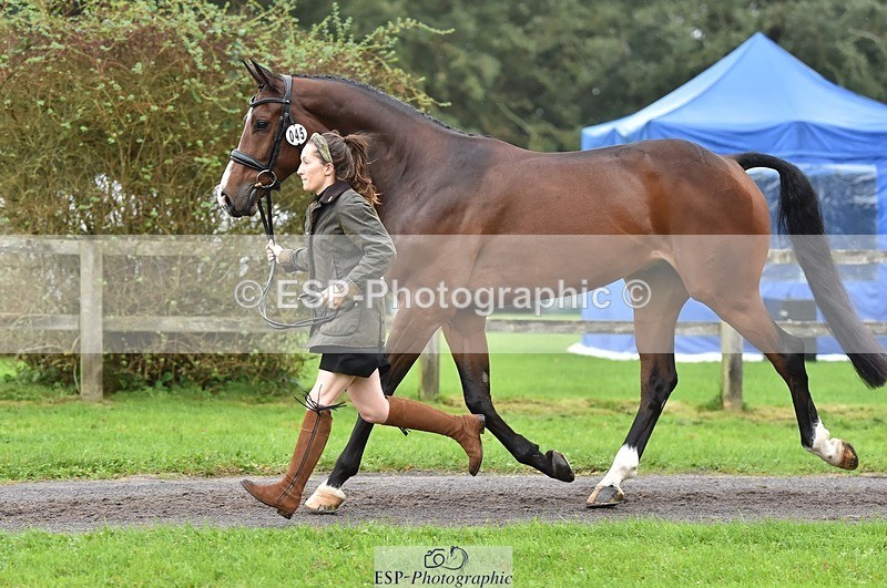 231018-123456-00376 - 045-HILDARE.REGARDE.MOI-Danielle.Mccormack-TrotUp