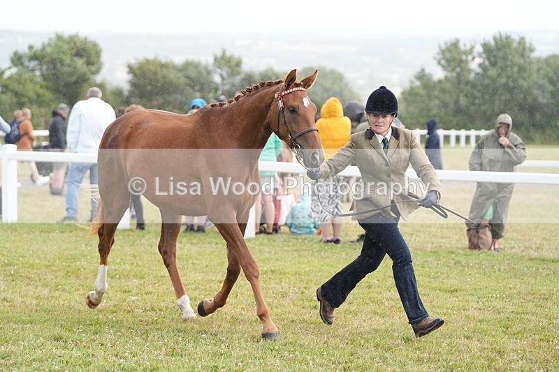 DSC06200 - Class 54: Hunter/Riding Horse/Hack 1 & 2 yr olds