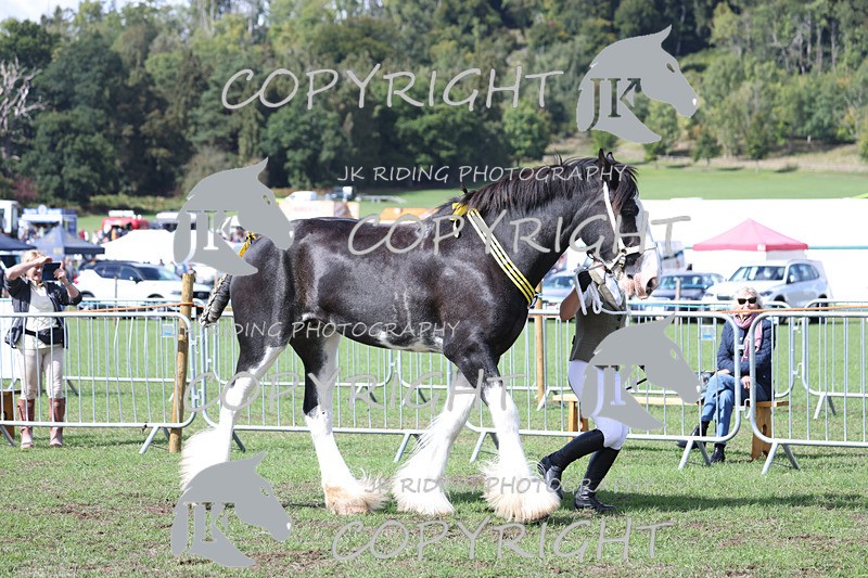 APP_3455 - Class 6 Young Handlers