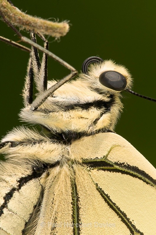  - Bugs: Butterflies
