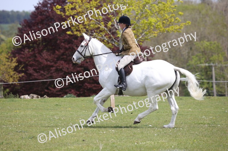 20260426-4417 - Class 34 - Best Riding Horse Over 14.2hh