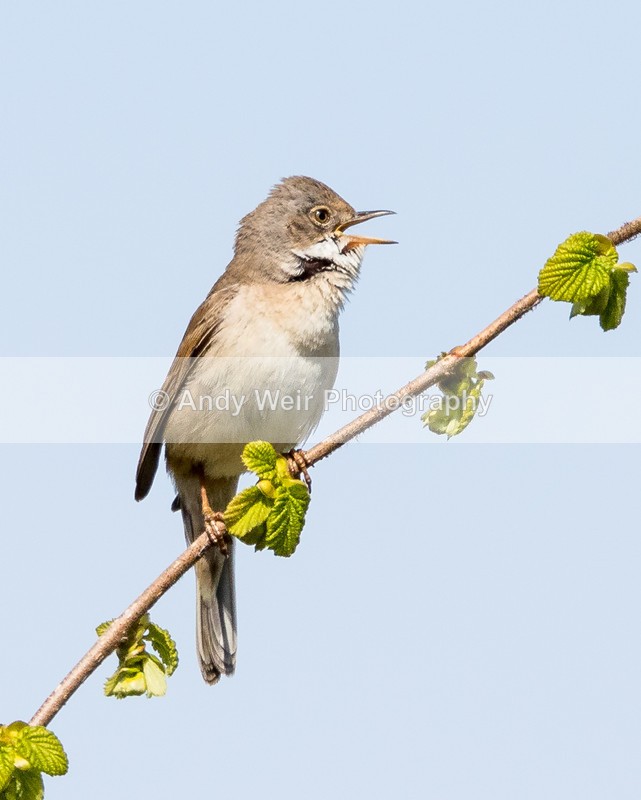 20160505-8E0A4677 - Whitethroat