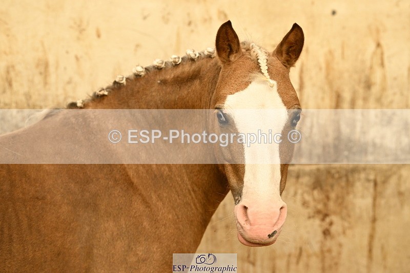 240809A-090811-00056 - Stable Shots