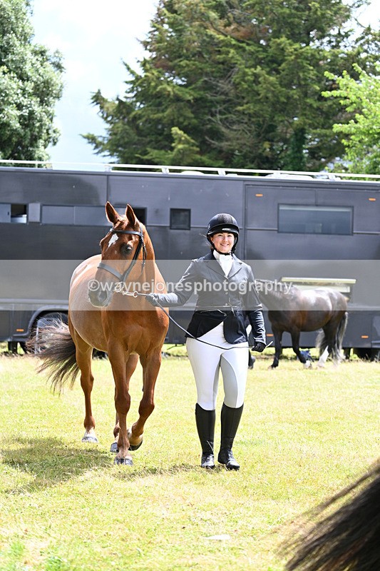 WJ7_6886 - Class 5a Most Handsome Gelding in Hand