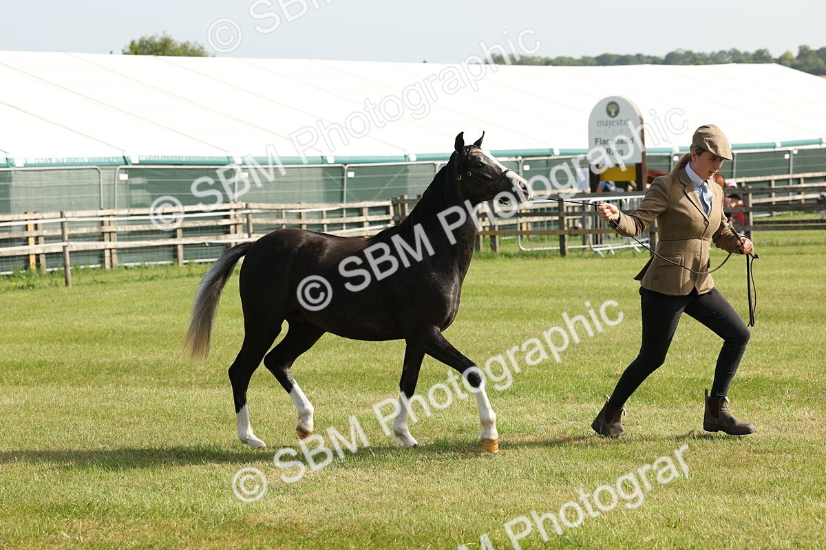 SBM_00693 - Class 6-13 - Mountatin and Moorland In Hand Welsh Breeds