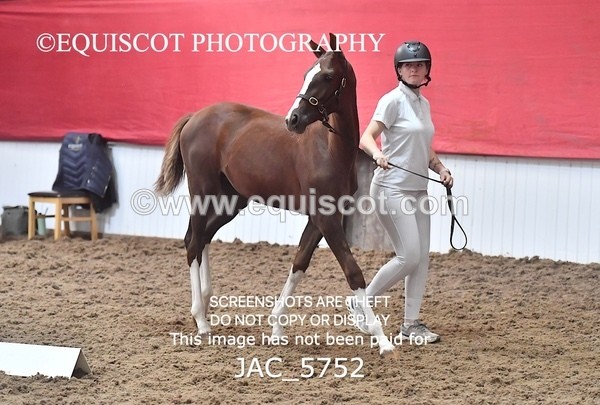 JAC_5752 - 11 Pandora of Westoak