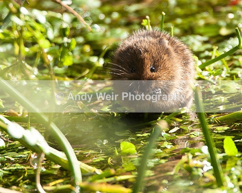 20090907-150 - Water Vole