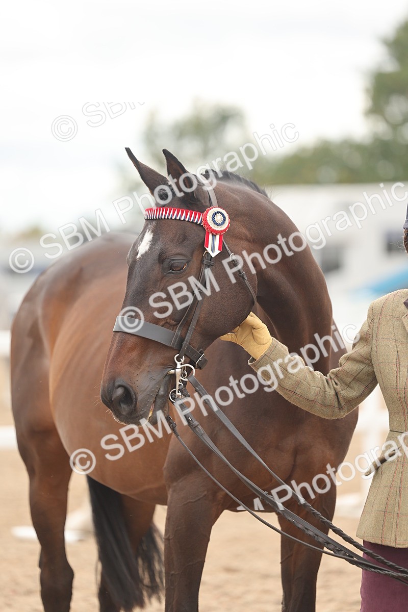 SBM_17097 - Class 313 - IH Retired Racehorse