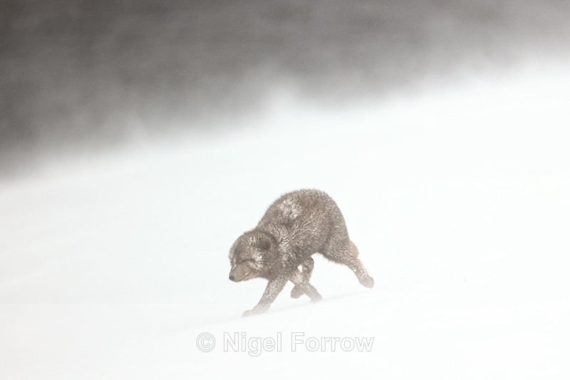 Arctic Fox in blizzard conditions, Hornstrandir, Iceland - Arctic Fox