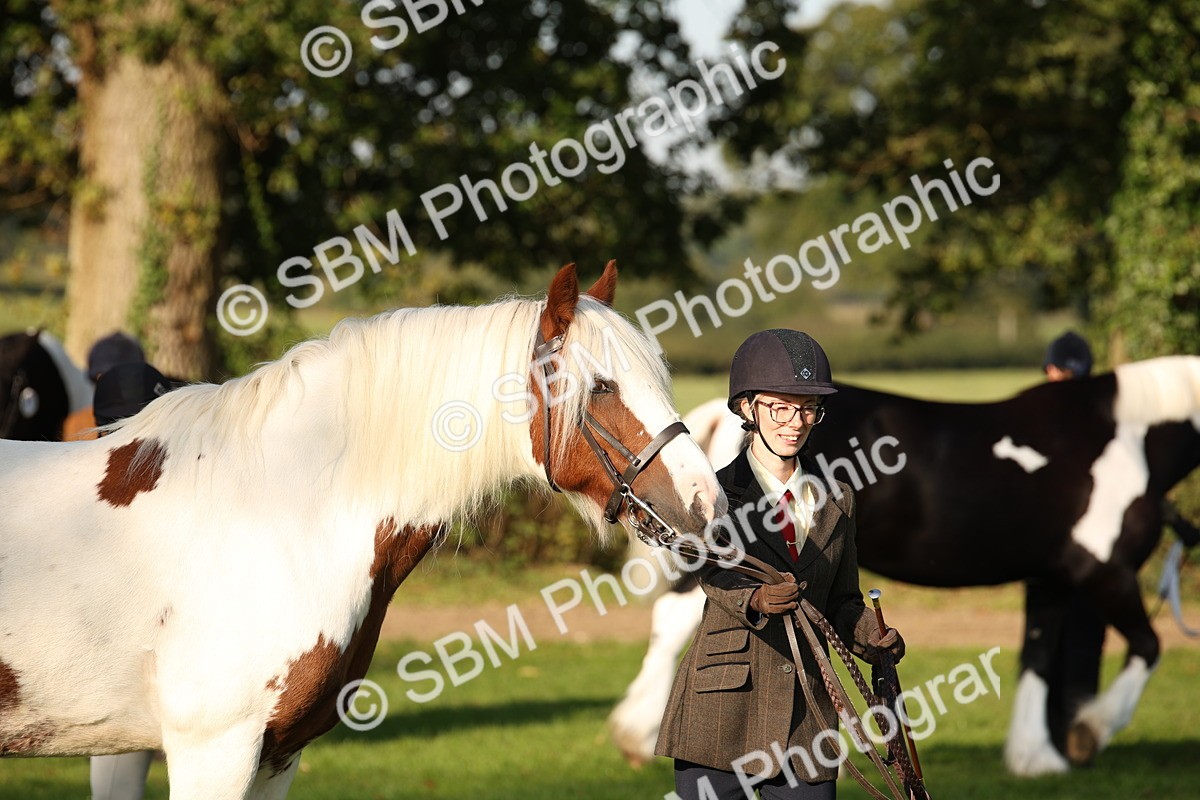 SBM_58735 - S51 - Piebald & Skewbald Horse In Hand