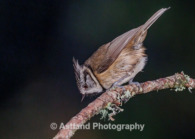 Crested Tit - Latest Images