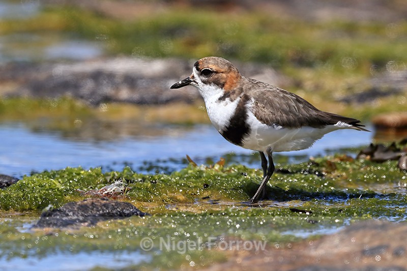 Side view of Two-banded Plover, Carcass Island, Falklands - Two-banded Plover