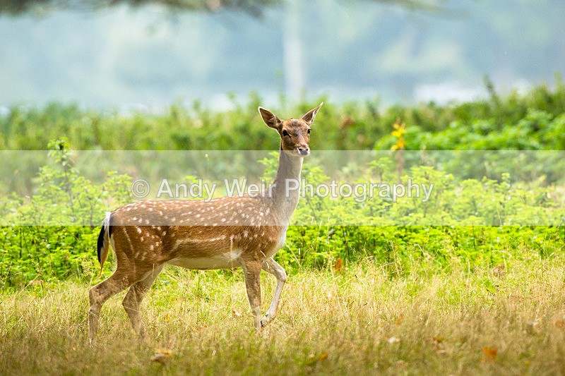 20140929-3K8A5893 - Deer
