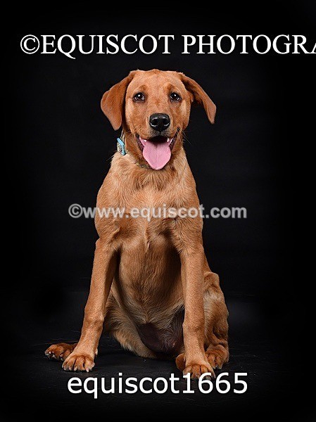 equiscot1665 - MOLLY & MACEY