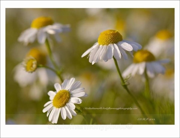  - Floria Macro