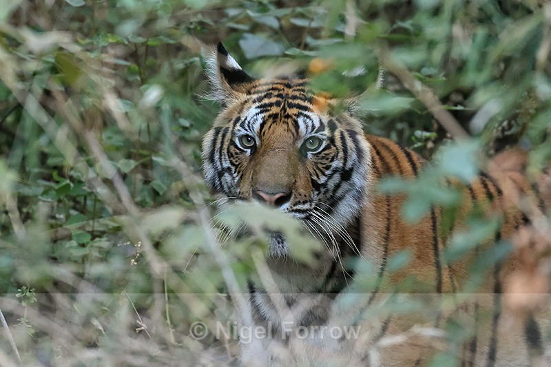 Tiger looking out from jungle, Bandhavgarh Reserve, India - Tiger