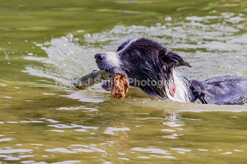 0KJS9333 - Dogs in Abington Park
