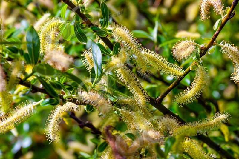 Willow catkins-128 - Plants and trees