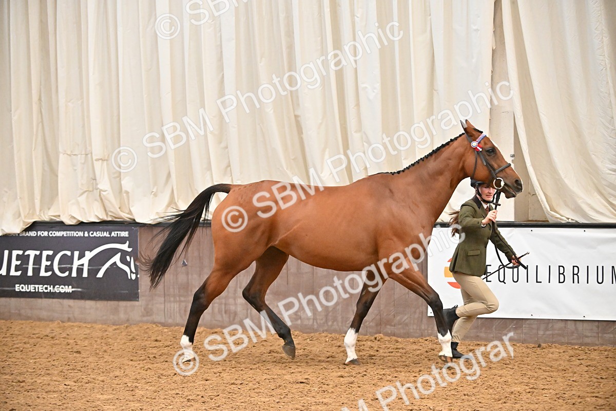 SBM_000118 - Class 6 - BSHA In Hand Racehorse to Show Horse