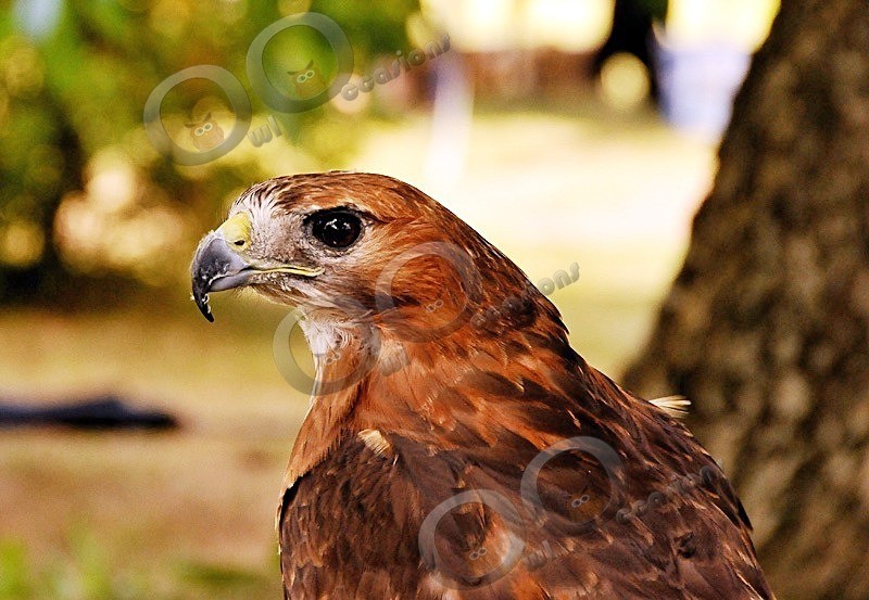 Maizie - Our Birds