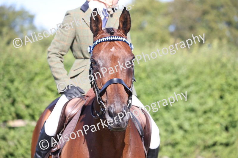 20260906-0408 - Class 14 - Ex Racehorse