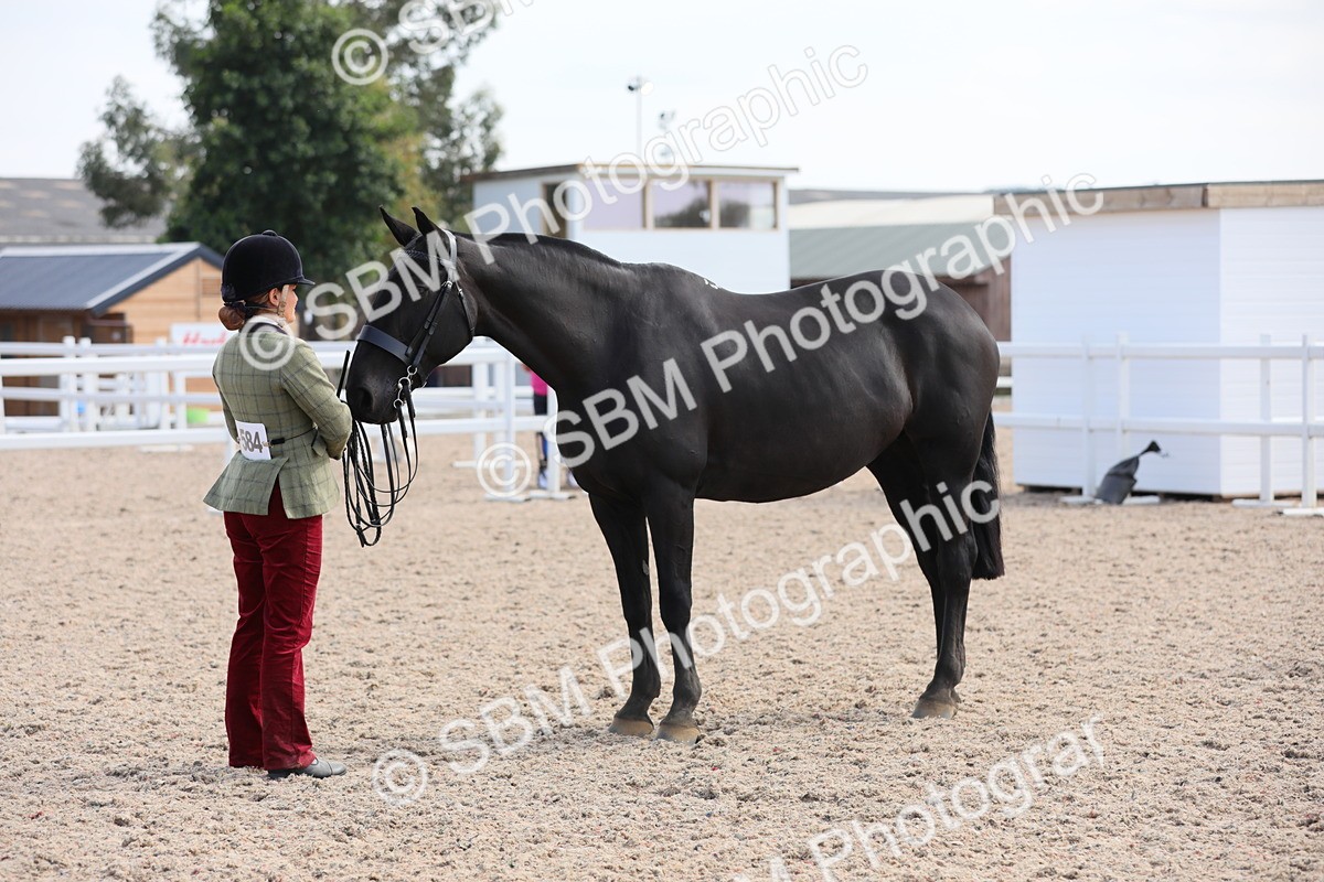 SBM_15816 - Class 312 IH Competition Horse/Pony