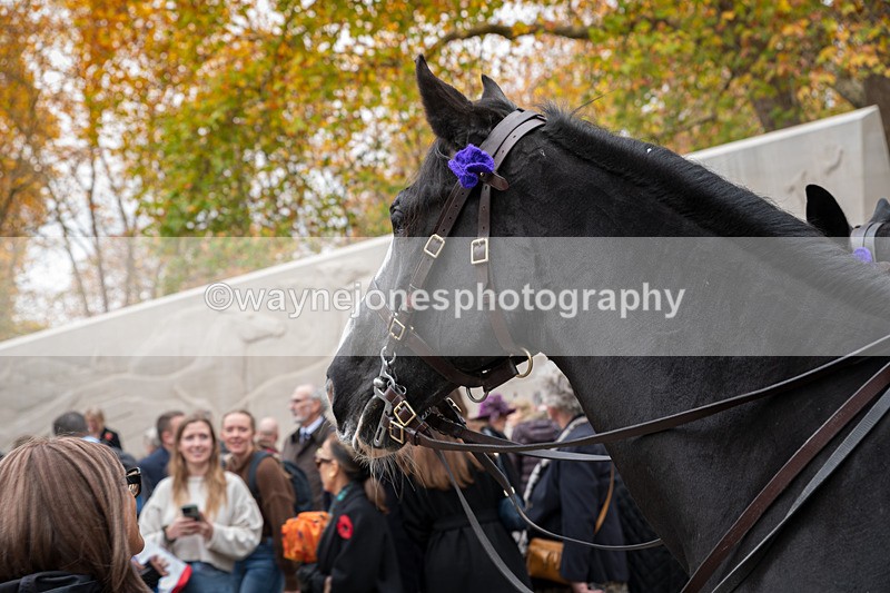 Z62_4713 - Animals In War Memorial 2025 - Park Lane, London