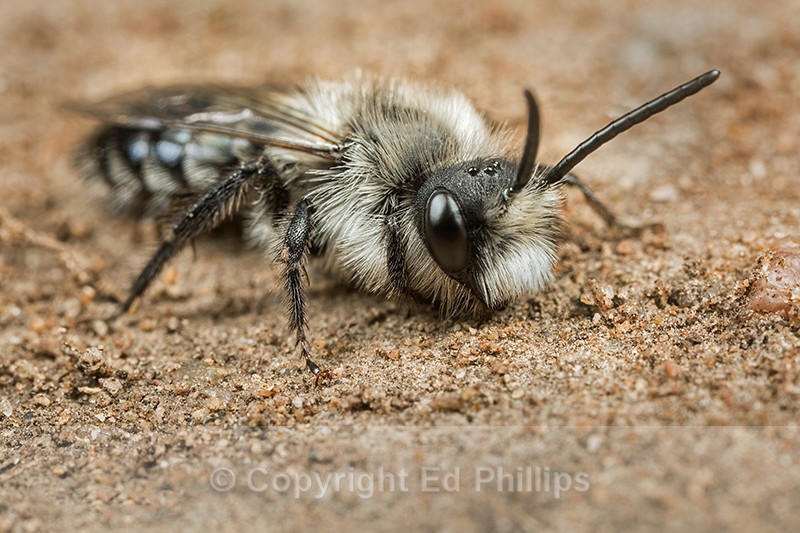 Andrena cineraria (m) - Andrena cineraria