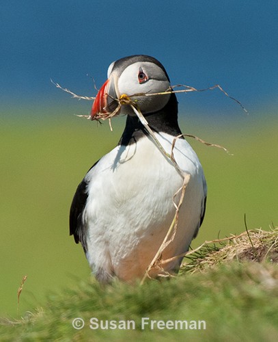 Puffin with Nesting Material