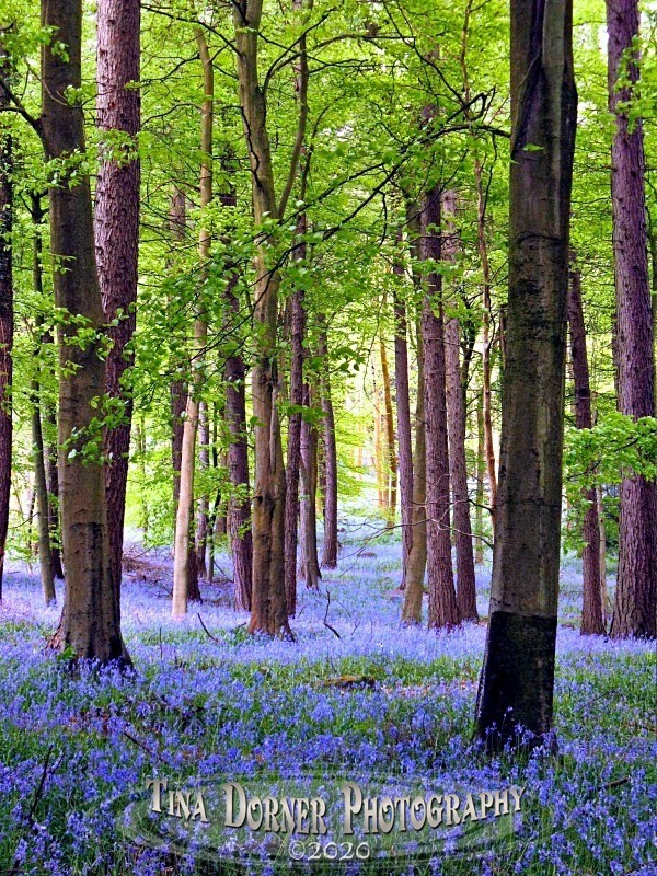 Bluebells in Soudley. by Tina Dorner Photography, Forest of Dean and Wye Valley, Gloucestershire