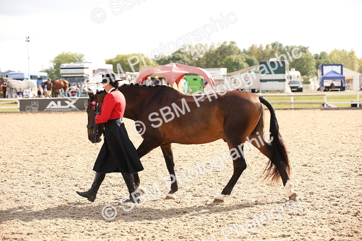 SBM_07422 - Class 26 IH Foreign Breeds -Part bred