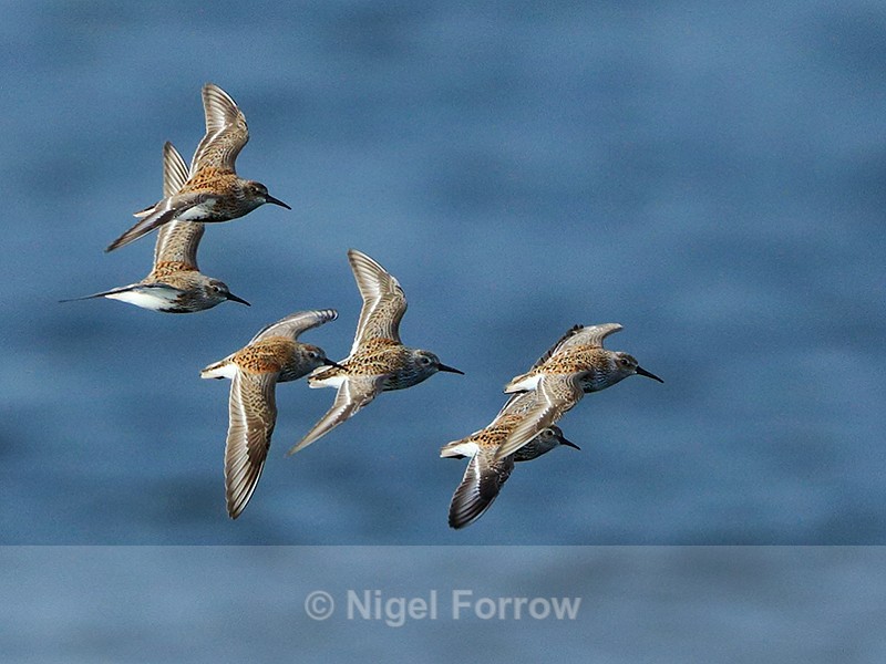 Dunlin in flight at Farmoor - Dunlin