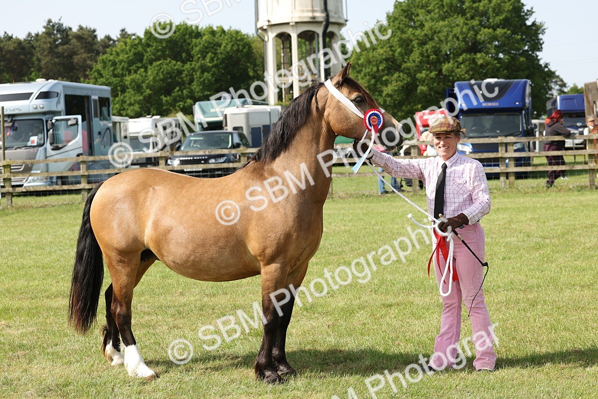 SBM_02181 - Class 6-13 - Mountatin and Moorland In Hand Welsh Breeds